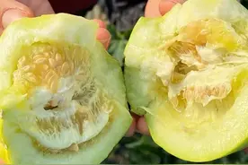 种甜瓜没经验，担心种不好吗？赶紧试试这个品种！味道香甜易上手图片