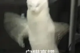 泰国小哥晒两只猫日常斗殴照，网友：师从成龙大哥吗？哈哈哈哈图片