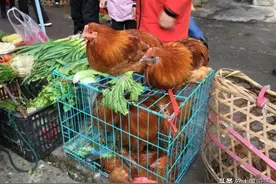 30元1斤买的鸡，肚里有一大块黄油，我觉得亏大了，母亲说赚大了图片