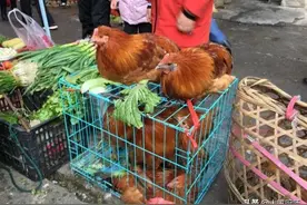 30元1斤买的鸡，肚里有一大块黄油，我觉得亏大了，母亲说赚大了图片