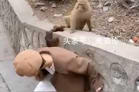 女孩景区喂猴被扯掉假发，网友调侃：猴子能有什么坏心眼儿呢图片