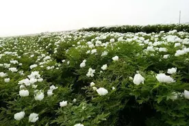 油用牡丹高产栽培技术，做好综合管理措施，提高油用牡丹的品质图片