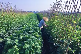 豆角地里套种蔬菜，如何套种？掌握三个要点实现多元化种植图片