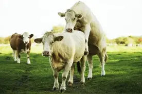 母牛的发情与配种图片