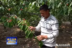 厉害！鼠标一点，看厉家寨大樱桃如何“走南闯北”！图片