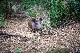 这位老师感动了中国，他为给学生拿书曾与野猪对峙，最后野猪哼了一声跑了图片