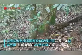 蛇龄恐达30年！云南发现5米长的巨蟒，蛇最长究竟能活多少年？图片
