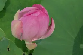 福彩3D昨天推中组选126今天继续为大家推荐图片