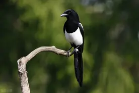 救养的喜鹊口吐人言，地震后为其呼唤救命图片