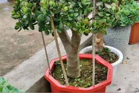 高手养玉树，最爱用这三种肥料，嫩芽呼呼冒，变成大老桩图片
