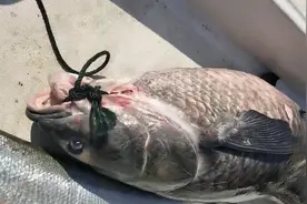 江西仙女湖“青鱼王”被捕获，将被宰杀取青鱼石，网友：应该放生图片