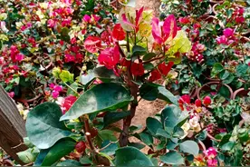 三角梅画报开完花以后怎么修剪，只修剪花还是修剪掉花梗图片