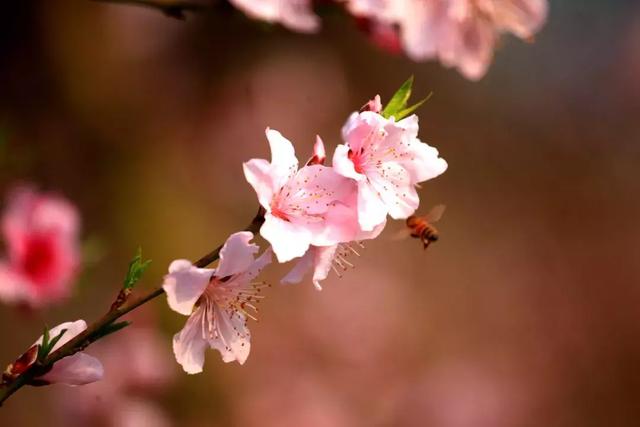 迎春看花，这些寓意你可能并不知道