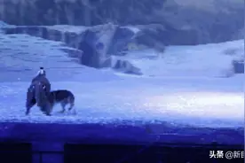 真狼群出演《驼铃传奇》，“驯化好几代”就安全了？图片