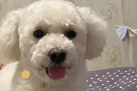 狗狗去完宠物店回来，就开始不吃不喝了，了解原因后女子快气哭了图片