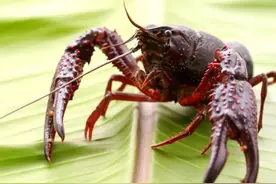 小龙虾引入92年，长江重点水域实行10年禁渔期，引发泛滥担忧图片