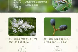 林草科普|女贞图片