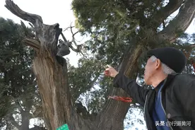 中条山发现神秘古柏，树上盘踞14条小龙，古柏树龄成谜，长啥样图片