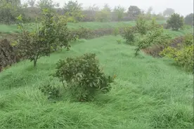 油茶林能用除草剂除草吗？能用草甘膦等除草剂，但尽量少用图片