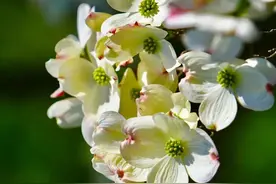 20210406| 中国网约车每日简讯图片