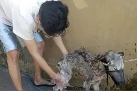 垃圾堆里的小流浪狗 被网友领养十个月后大变样图片