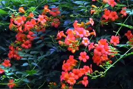 美丽的家庭爬藤花卉！俄罗斯凌霄花，院子栽上2棵，花香似桂花图片