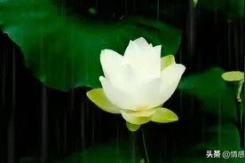 禅意纯音，琵琶《芙蓉雨》，一歌一曲一回肠，一花一雨一梦境图片