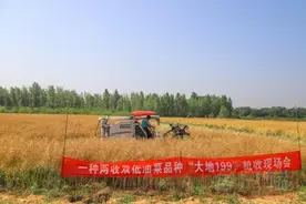 河南日报客户端 图说信阳｜商城：2万亩油蔬两用油菜颗粒归仓喜煞人图片
