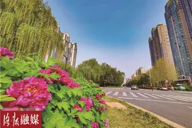 洛阳城市档案：凯旋路绿化带1980年秋首次栽植牡丹图片