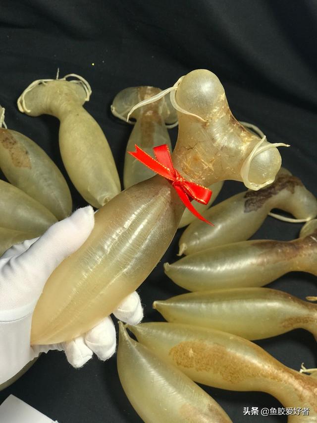 蜘蛛鱼胶的价格 2026年蜘蛛鱼胶功效