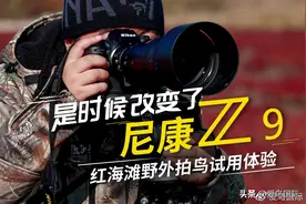 是时候改变了，尼康Z9红海滩野外拍鸟试用体验图片