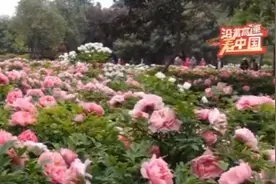 以花为“媒”洛阳牡丹开出新幸福图片