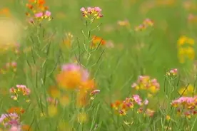 红、粉、橘、紫……七彩油菜花，你见过吗？图片