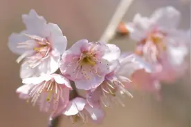 暖意融融春来到 樱花烂漫醉游人 快来杭州赏樱花图片