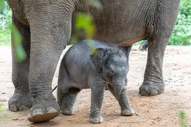 生长健康、顺利合群 广州亚洲象宝宝首次和游客见面图片