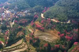 云南红河：梯田古树樱花相映成趣 惊蛰时节春意浓图片