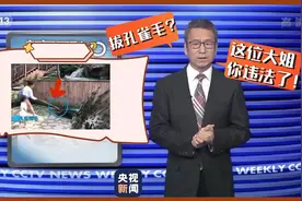 白岩松：拔绿孔雀羽毛的妈妈，你涉嫌违法了图片