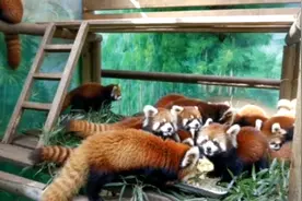 吾家“小猫”初长成！这份憨态可掬的“见面礼”，请查收→图片