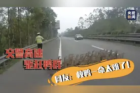 交警高速驱赶鸭群 网友：救鸭一命太难了图片