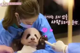 韩国女团带浓妆抱大熊猫宝宝 网友愤怒：走开 道歉图片