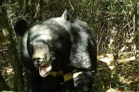熊出没！云南哀牢山保护区内拍摄到大量珍贵野生动物影像图片