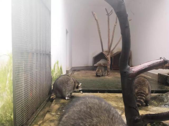 走，克个旧看熊大熊二~还有老虎、猴子、大象……攻略赶紧收下