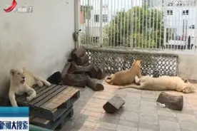 墨西哥男子养非洲狮当宠物视频封面