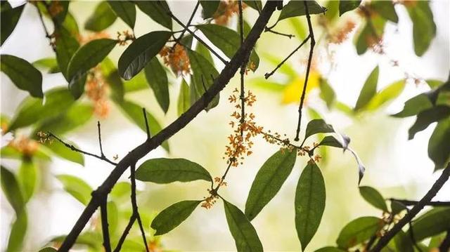 有关杭州市的市花介绍（35年前9441个杭州人一眼相中它 杭州市花这么来的）