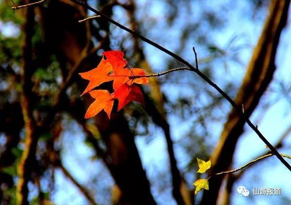 仙游蜚山红叶 美醉了的南国秋色