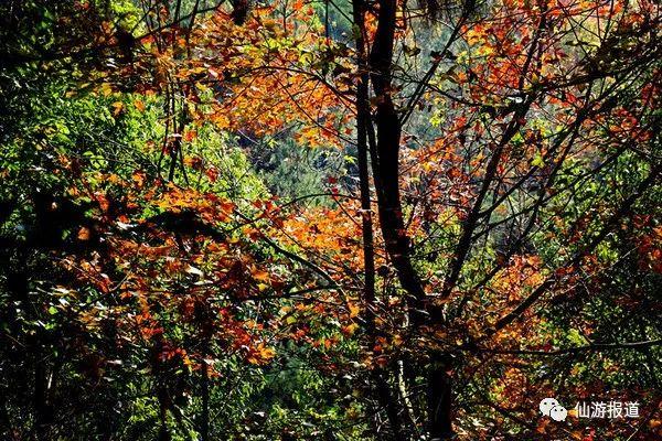 仙游蜚山红叶 美醉了的南国秋色