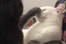 打架也要超优雅！喵星人互相拍打却静似默片图片