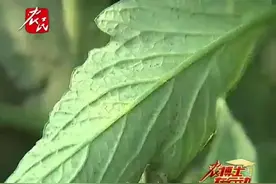 西红柿叶面布满小黑点，越打药越严重怎么办？视频封面