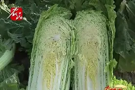 河北农业大学大白菜育种基地：来认识一下最新的白菜品种视频封面