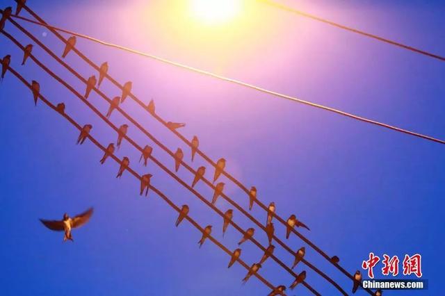 桃胶与燕窝的功效区别 2026年桃胶与燕窝的功效区别在哪